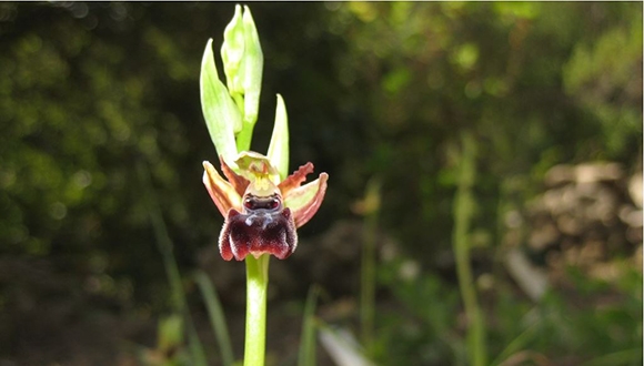 הפנינג פורים בקמפוס טבע