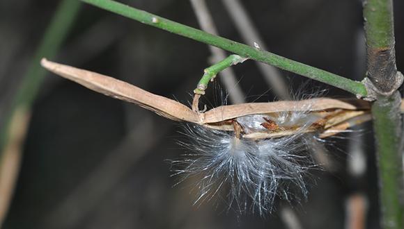סיור מודרך בגנים הבוטניים של אוניברסיטת תל-אביב סיור מודרך בגנים הבוטניים של אוניברסיטת תל-אביב
