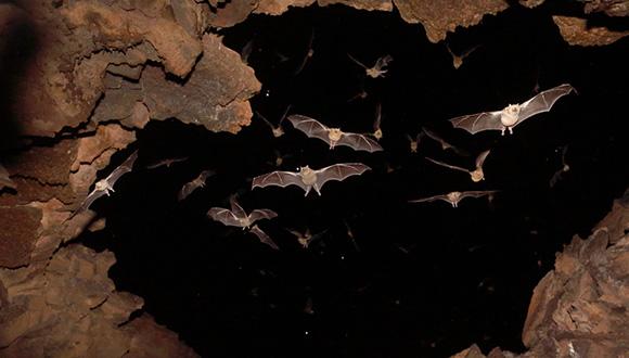 עטלפות מסוג לפטוניקטריס בפתח מערה. צילום: Jens Rydell 