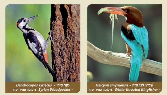 מיזם חדש מאפשר להכיר את מגוון הציפורים בקמפוס