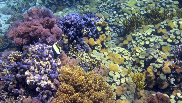 מחקר חדש חושף השפעות הרסניות של קרם הגנה נגד שמש על שוניות האלמוגים