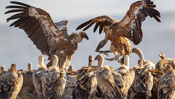 מלכי השמיים. נשרים מקראיים (צילום: יורם שפירר)