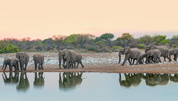 הפילים בעקבות המים, האדם בעקבות הפילים