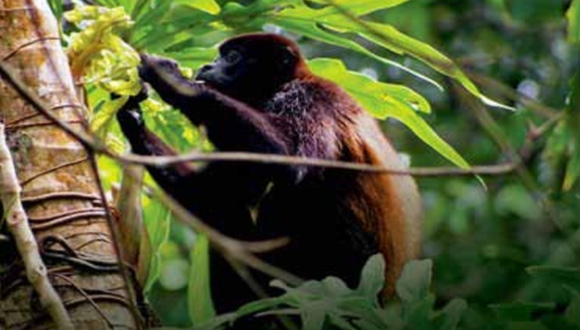 סמינר הפקולטה למדעי החיים - תקשורת בין עלים פגועים סמינר הפקולטה למדעי החיים - תקשורת בין עלים פגועים