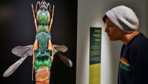 תערוכת "חרקים ובגדול" של הצלם לבון ביס, במוזיאון הטבע ע"ש שטיינהרדט. צילום: שי בן אפרים