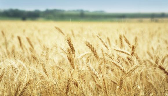 כנס: "ביוטכנולוגיה של הצומח: הישגים ואופקים"