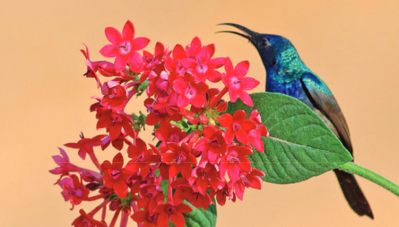 יום העיון השנתי ה-35 לצפרות