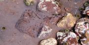 תריסנית מהמין Leucoraja ocellata שצולמה בקצה התפוצה הקר שלה, ים לברדור, ניופאונדלנד, קנדה (צילום: שחר חייקין)