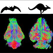 מה משותף למוח של דולפין, בן אדם וקנגורו?
