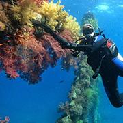 תוספים כימיקליים של פלסטיק מזהמים את האלמוגים ופוגעים בהתפתחותם